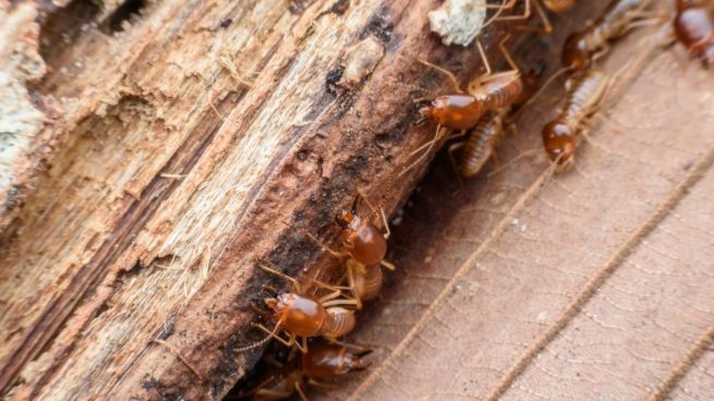 Eliminar termitas